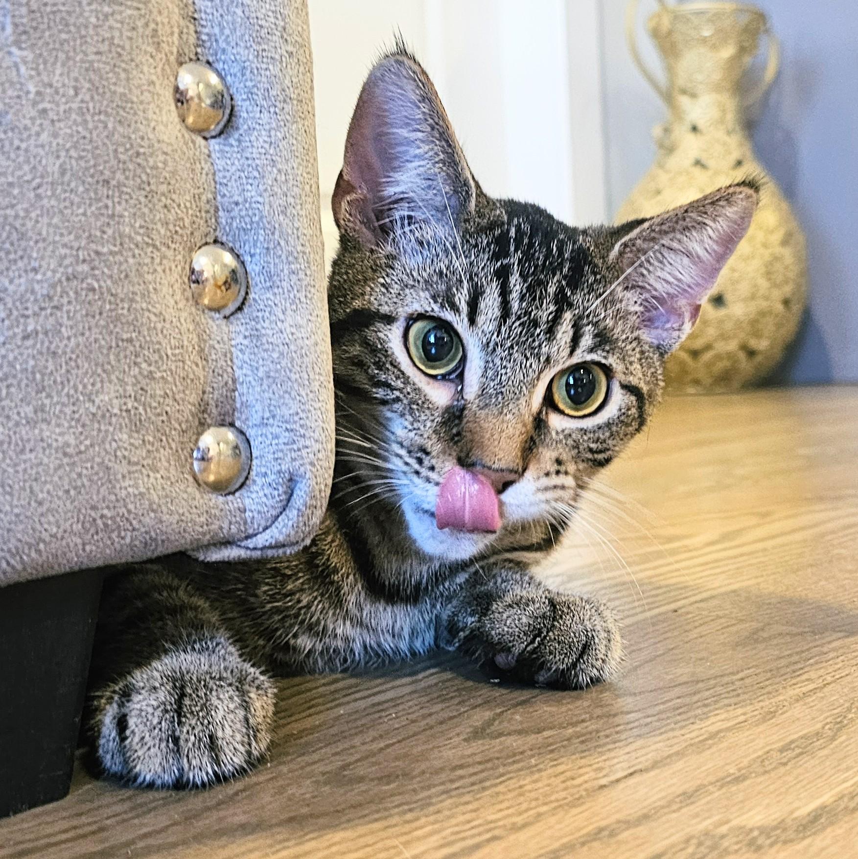 Owen, Adoptable, Young Male Tabby & Domestic Short Hair.