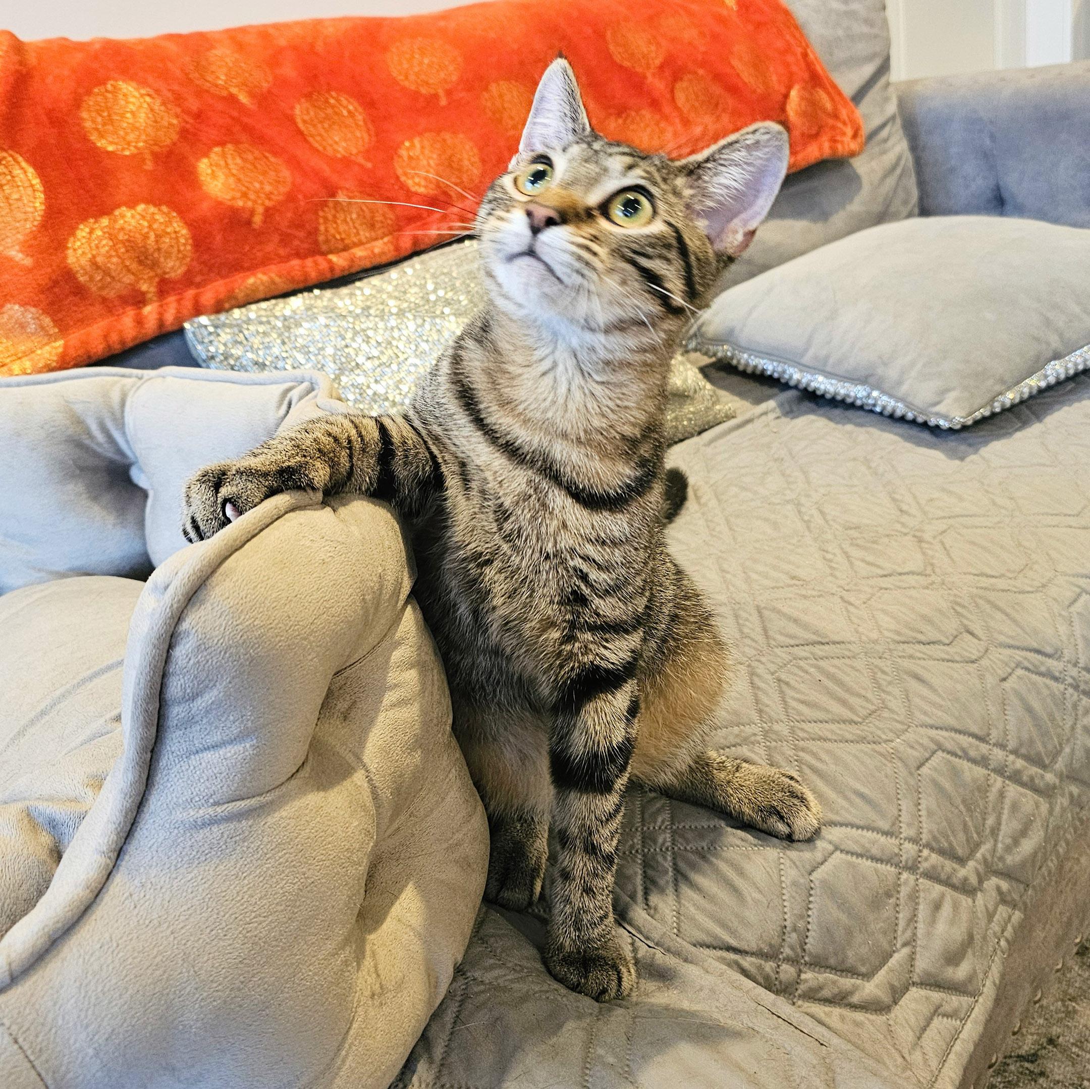 Owen, a Adoptable mixed breed in Chicago, IL image 5/6