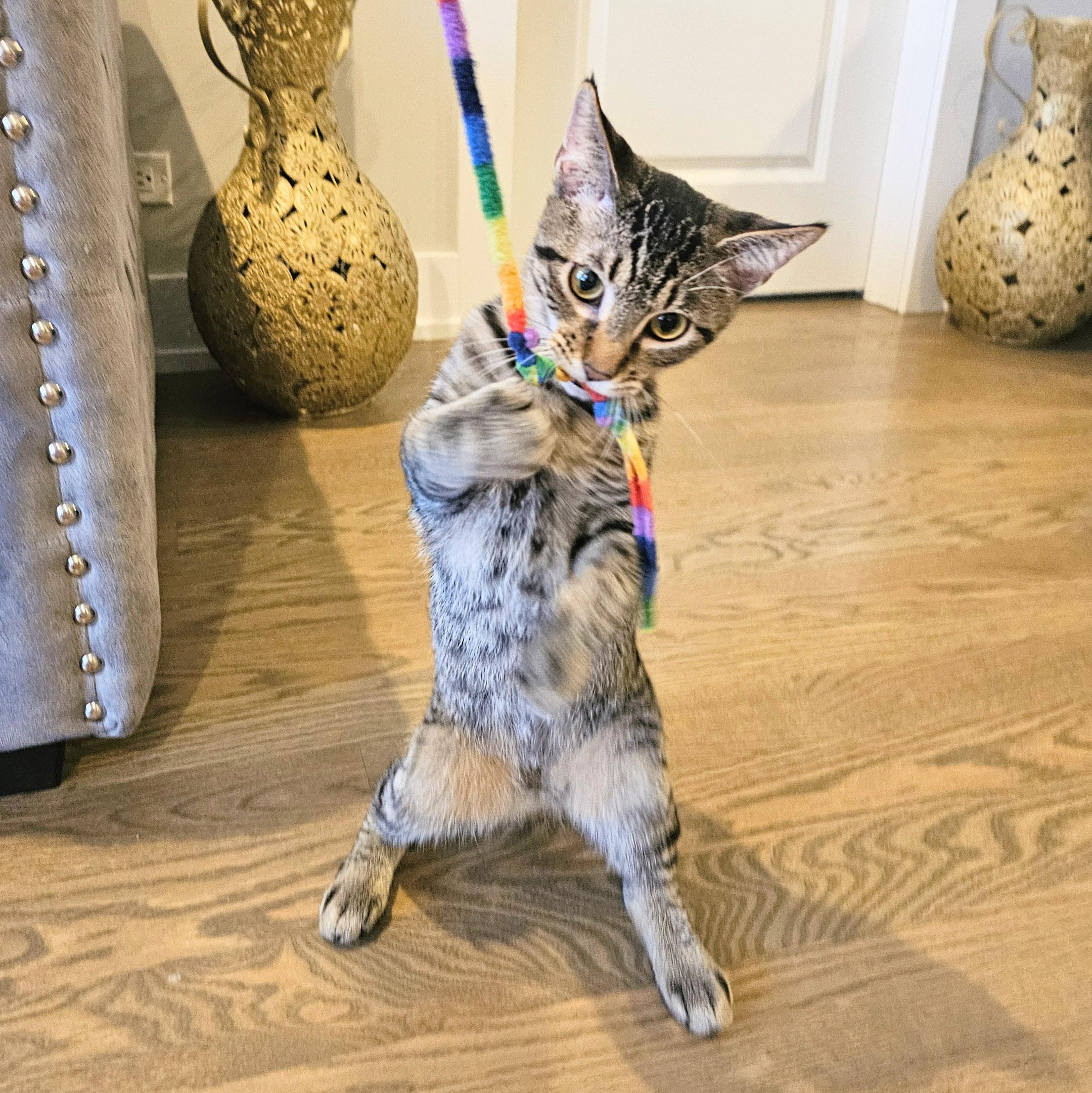 Owen, a Adoptable mixed breed in Chicago, IL image 6/6