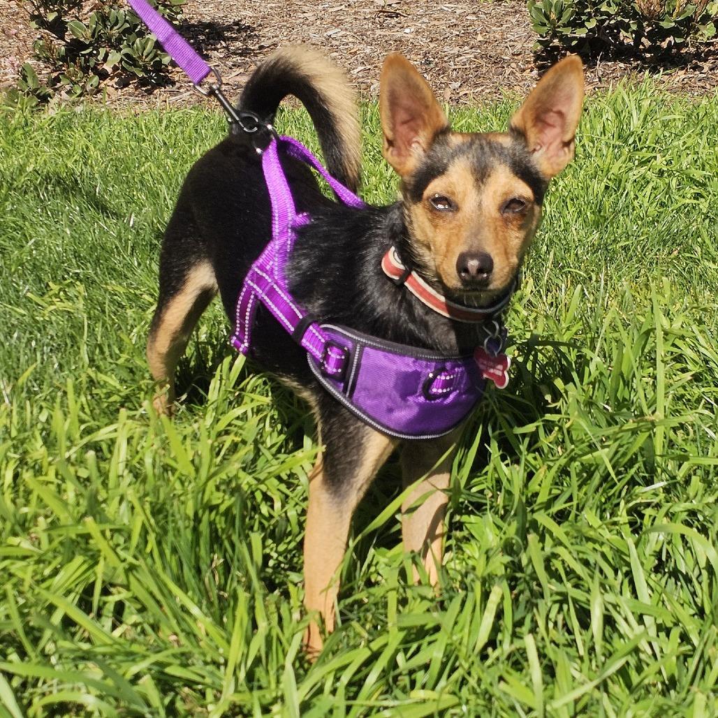 Sosa, a Adoptable mixed breed in Apple Valley, CA image 1/4