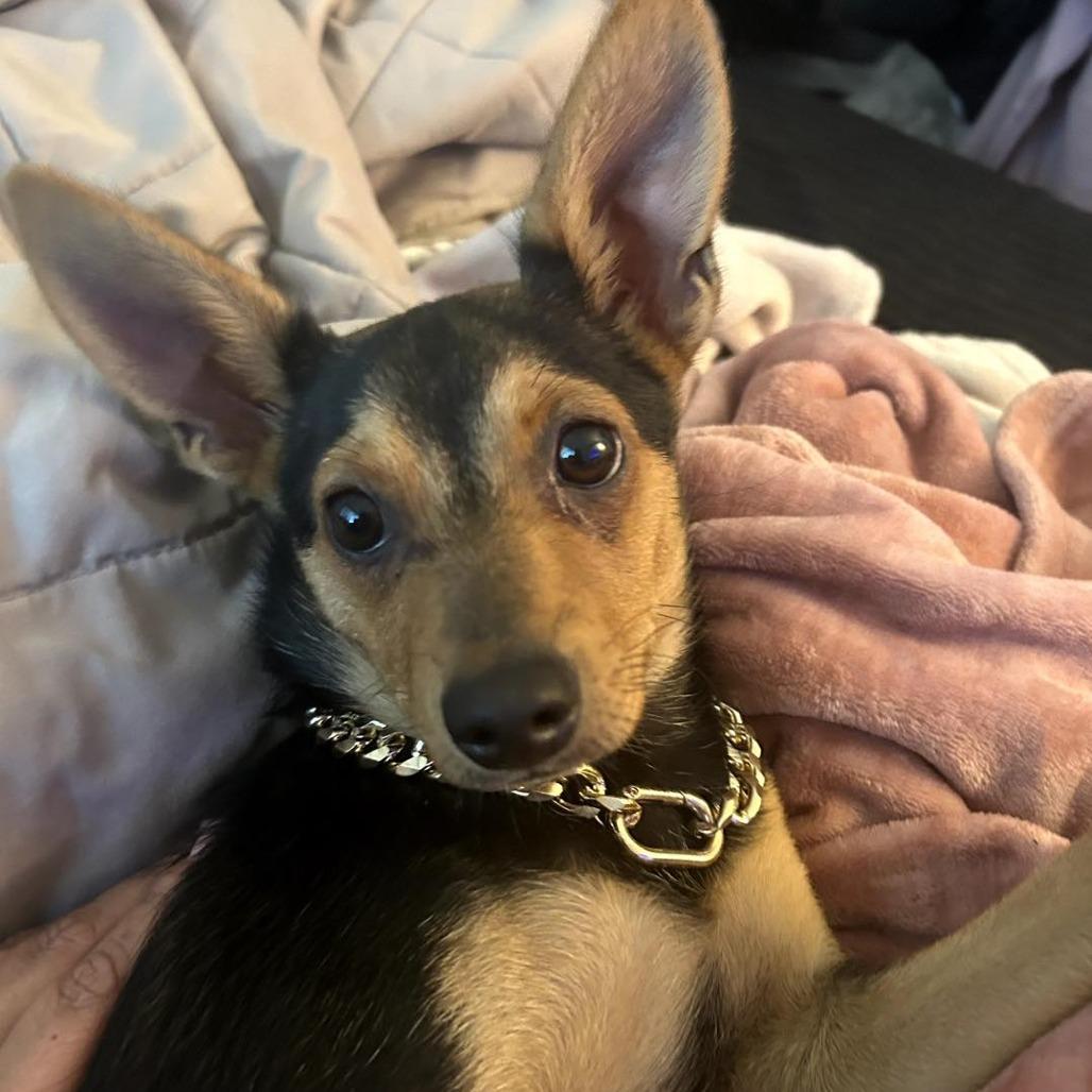 Sosa, a Adoptable mixed breed in Apple Valley, CA image 2/4