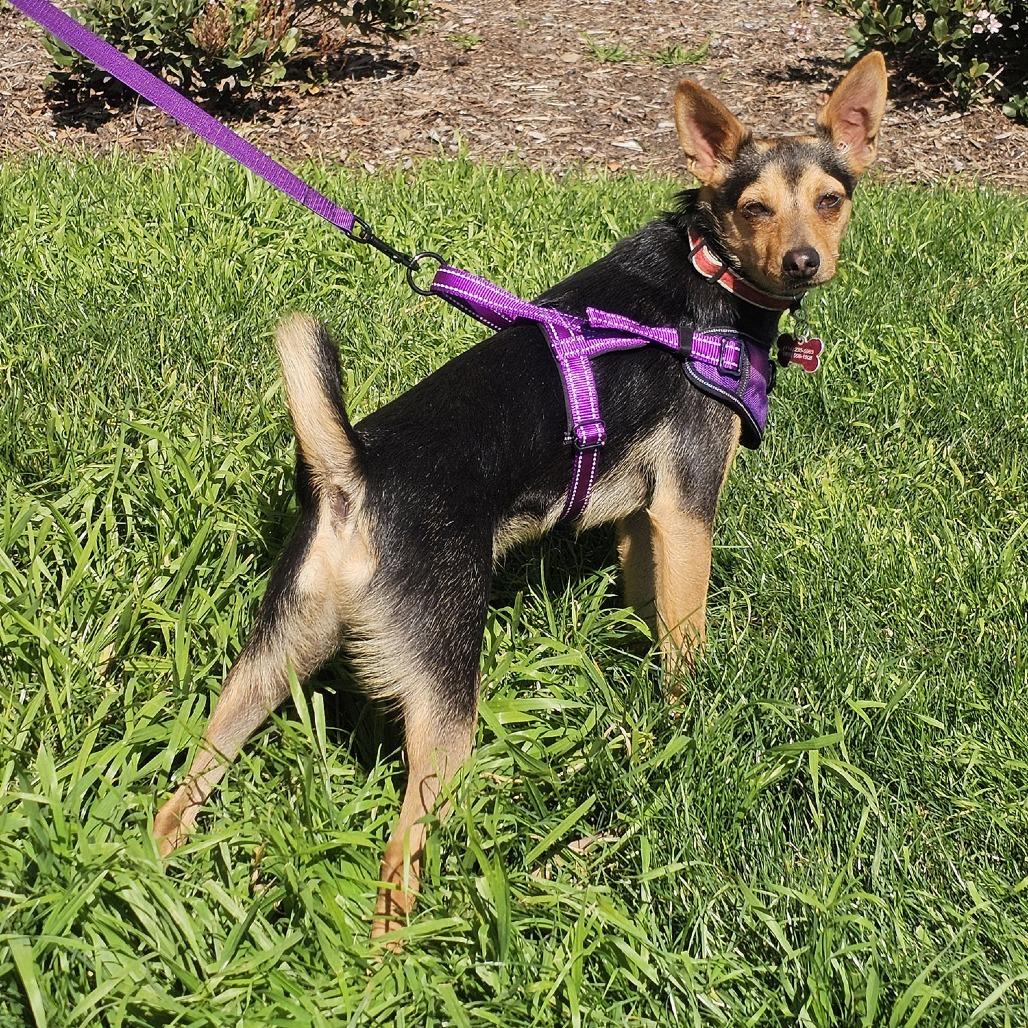 Sosa — thumbnail 3