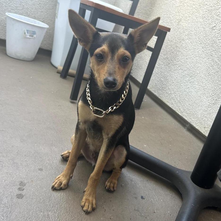 Sosa — thumbnail 4