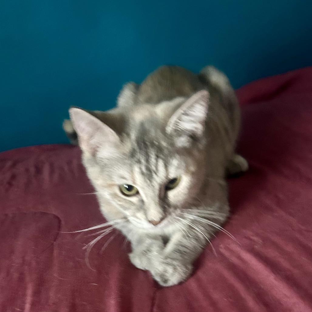 Pinky, Adoptable, Young Female Domestic Short Hair.