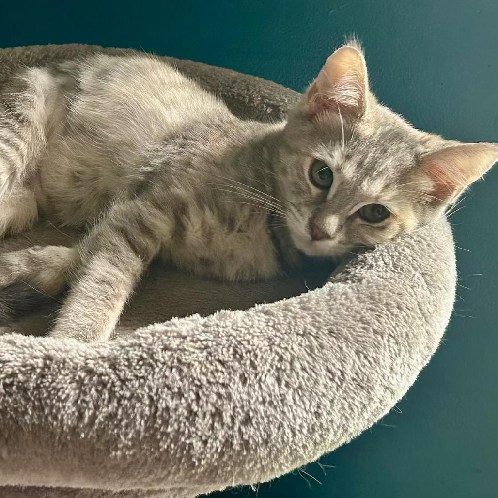 Enlarge Pinky, a Adoptable Domestic Short Hair in Long Beach, CA image 2/6