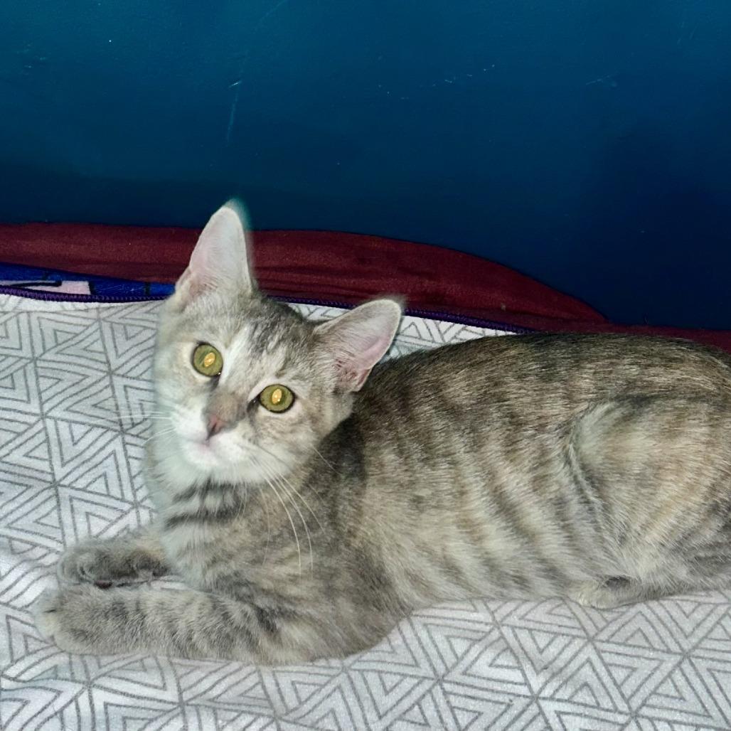 Enlarge Pinky, a Adoptable Domestic Short Hair in Long Beach, CA image 3/6