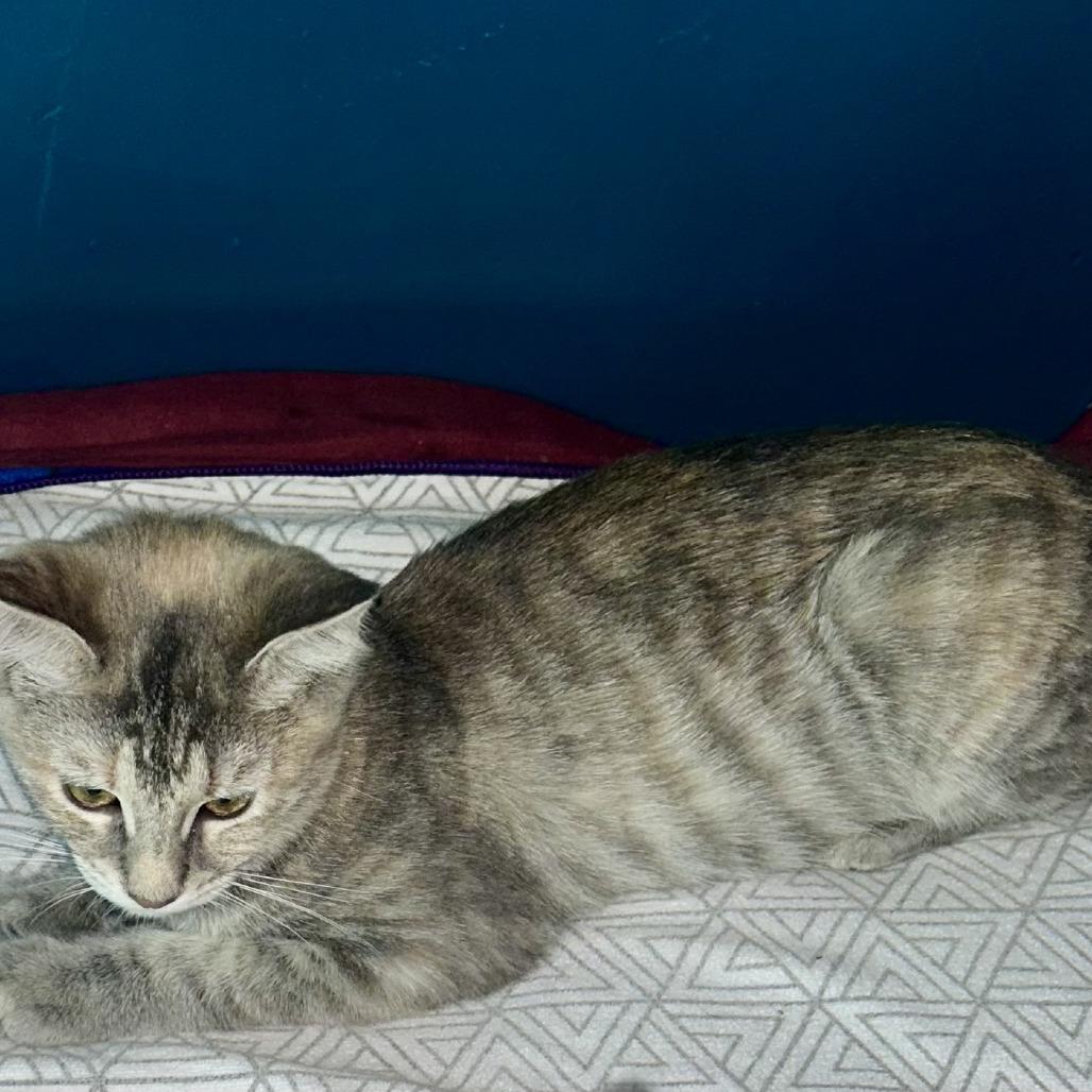 Enlarge Pinky, a Adoptable Domestic Short Hair in Long Beach, CA image 4/6