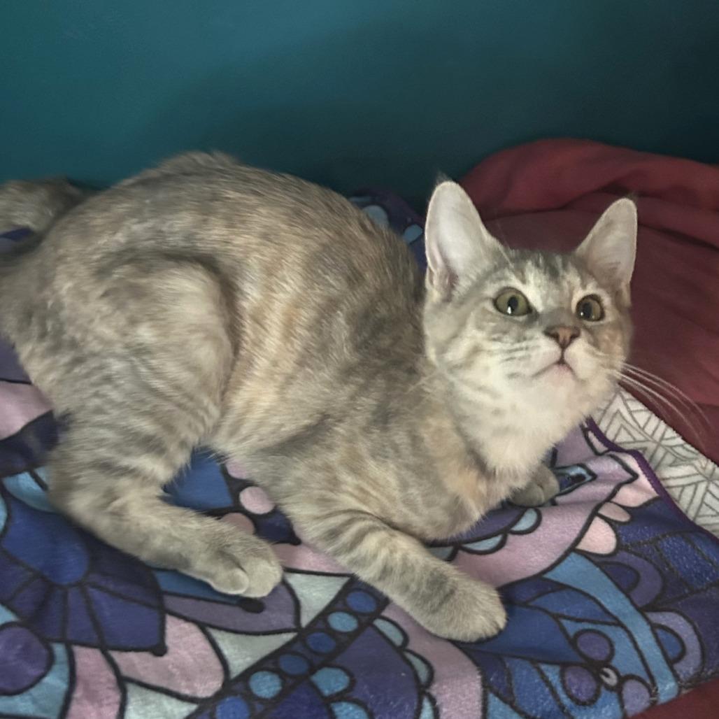 Enlarge Pinky, a Adoptable Domestic Short Hair in Long Beach, CA image 5/6