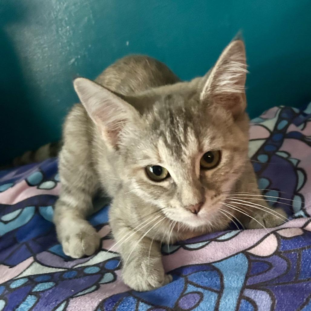 Enlarge Pinky, a Adoptable Domestic Short Hair in Long Beach, CA image 6/6