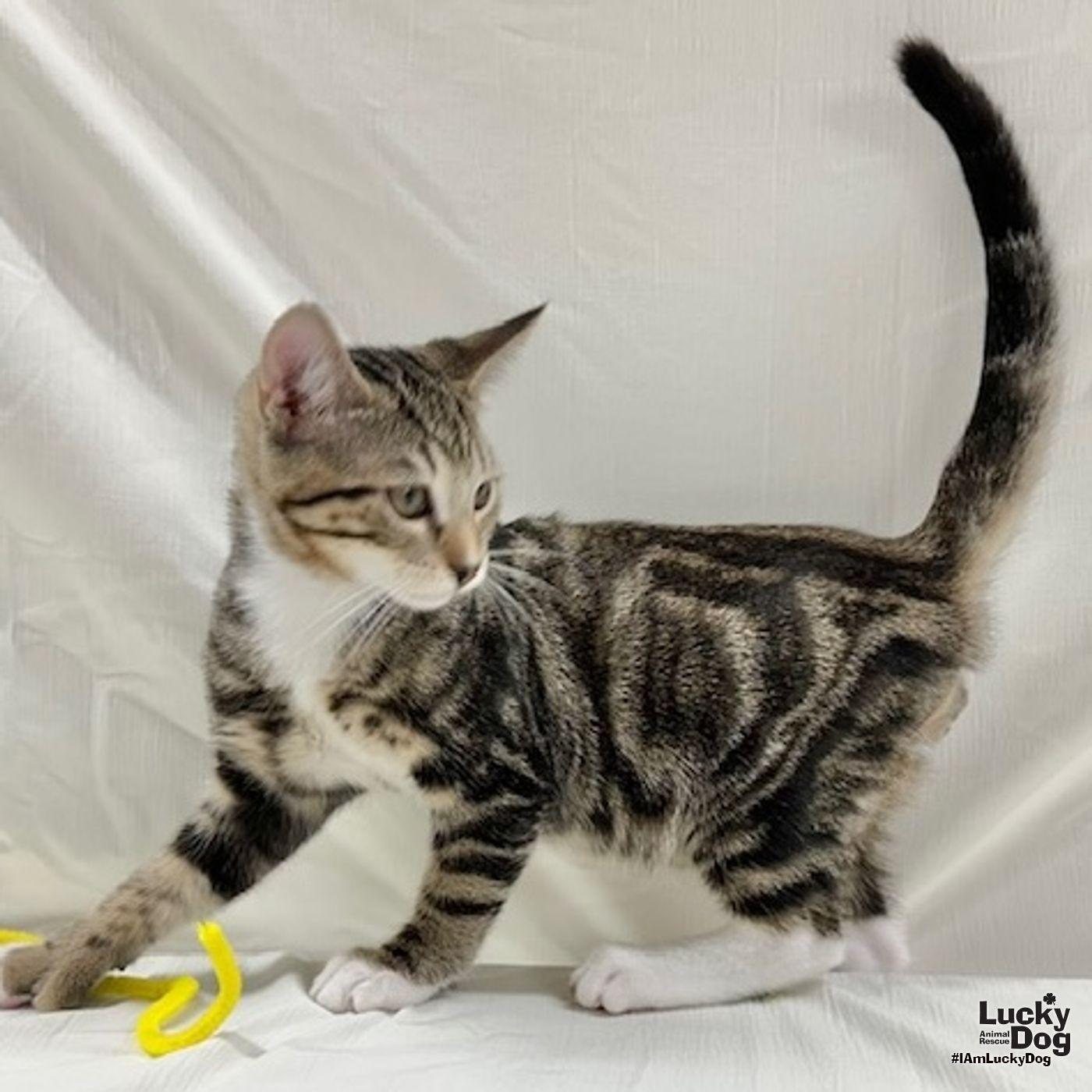 Icarus, a Adopted mixed breed in Washington, DC image 1/3