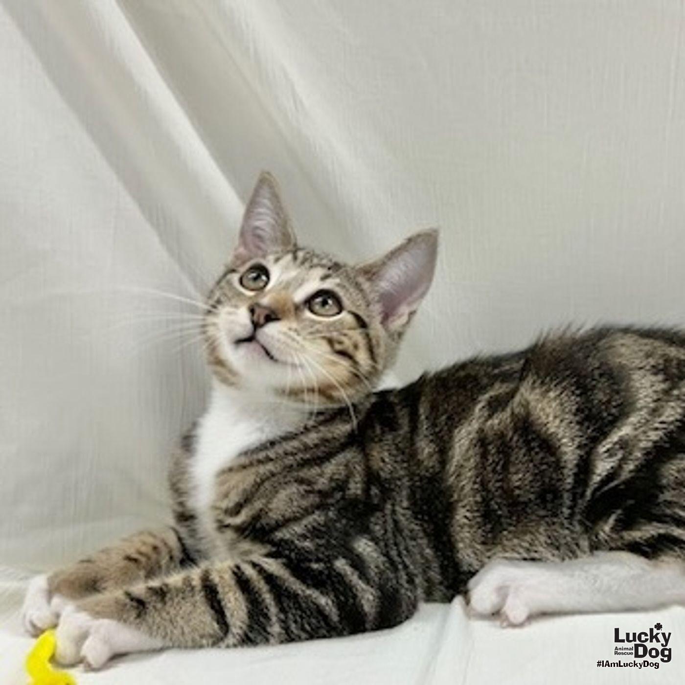 Icarus, a Adopted mixed breed in Washington, DC image 2/3