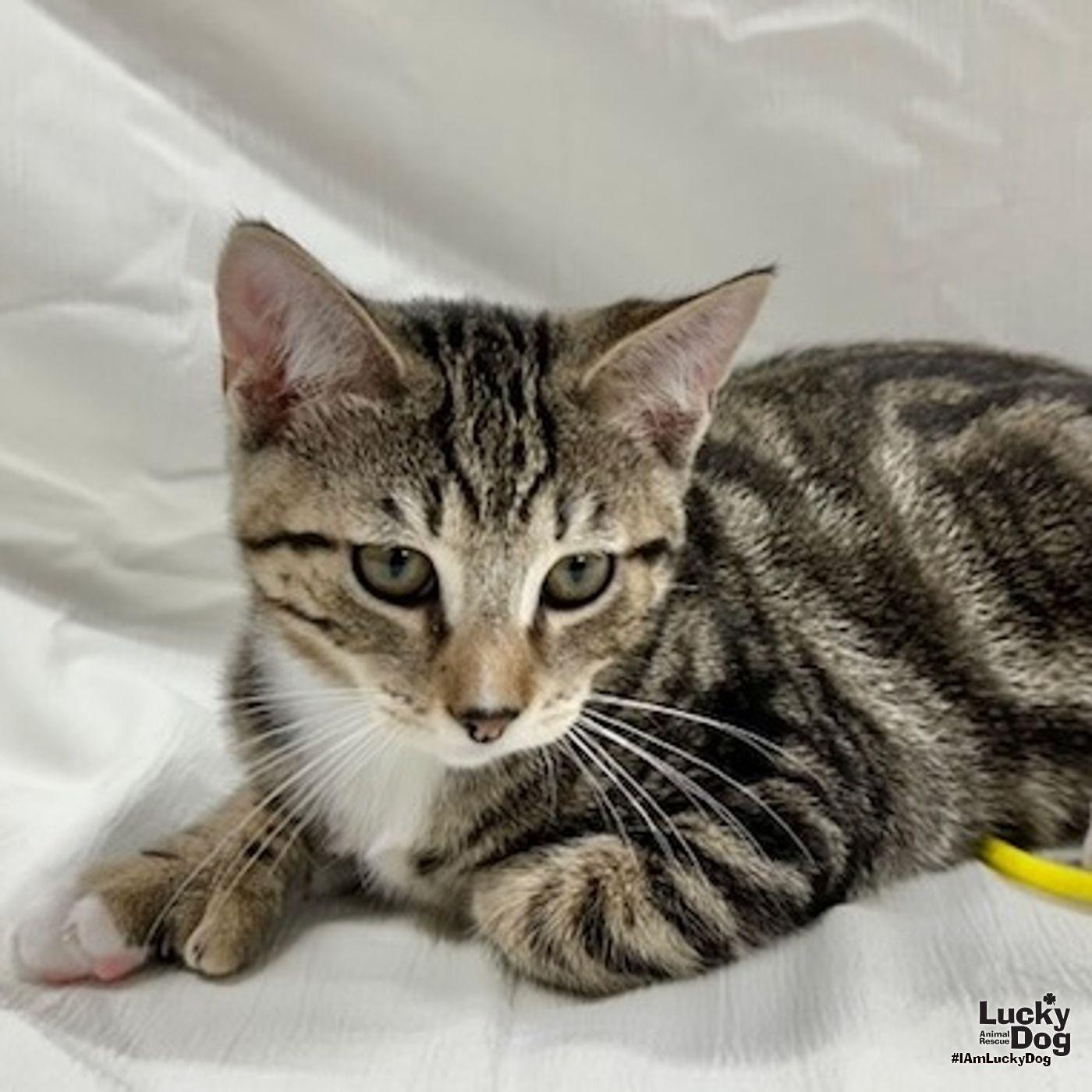 Icarus, a Adopted mixed breed in Washington, DC image 3/3
