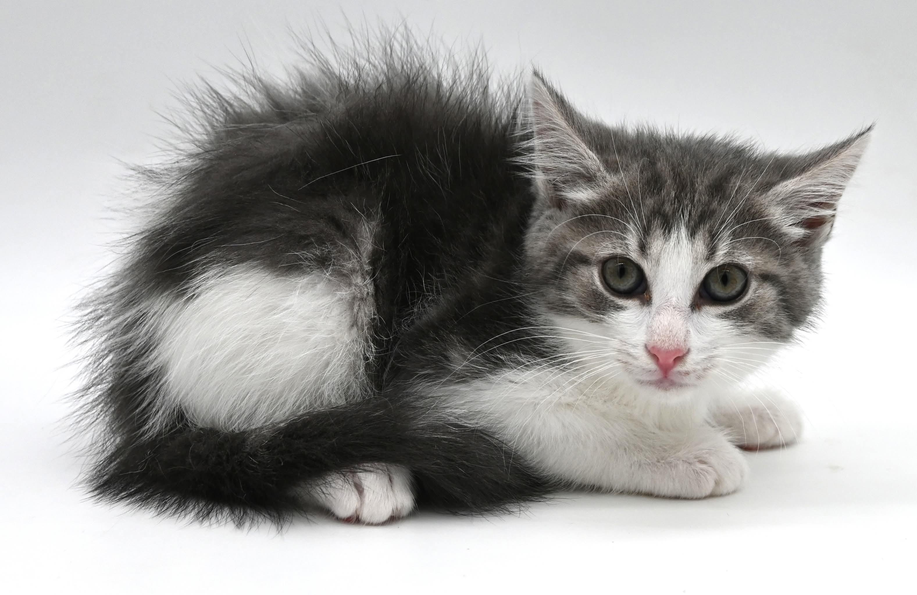 Mars. (So Sweet), a Adoptable Tabby in Mt laurel Township, NJ image 3/3