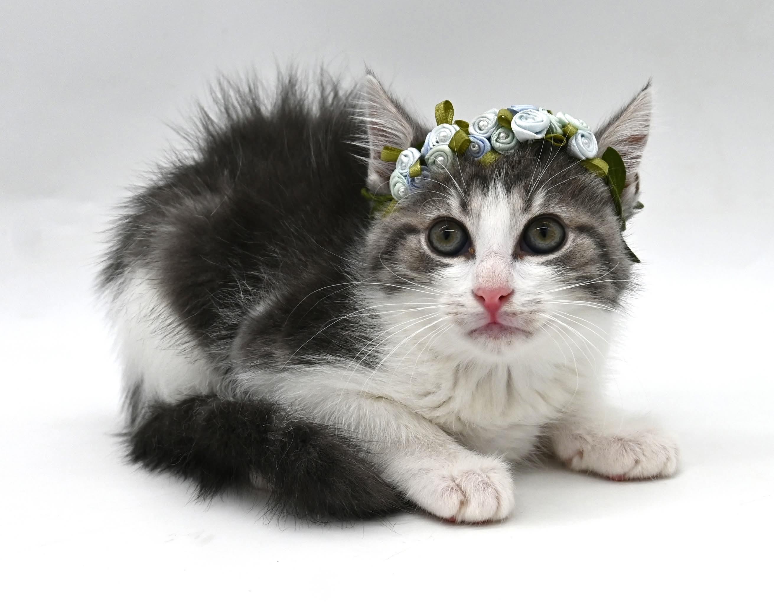Mars. (So Sweet), a Adoptable Tabby in Mt laurel Township, NJ image 2/3