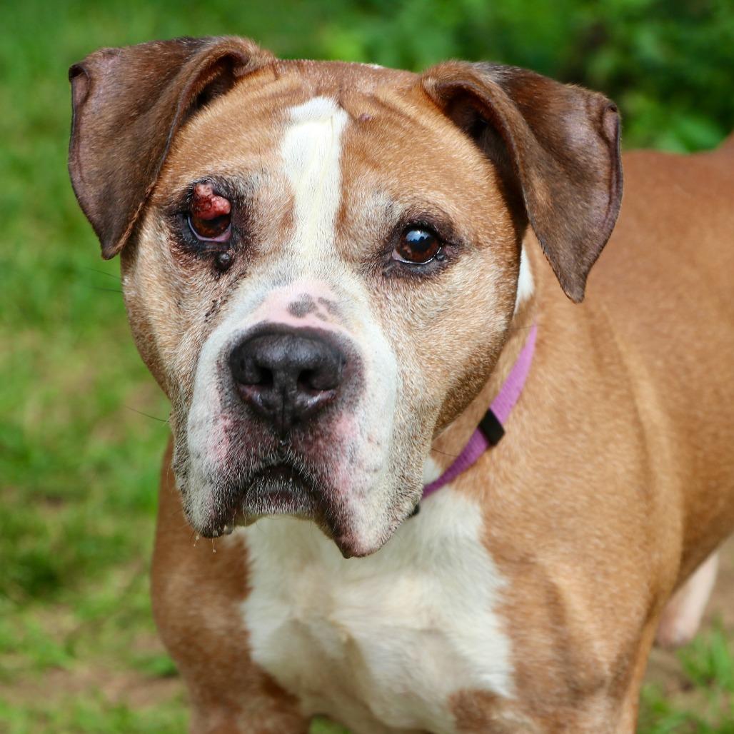 Enlarge Lloyd, a Adoptable Mixed Breed in Allentown, PA image 1/6
