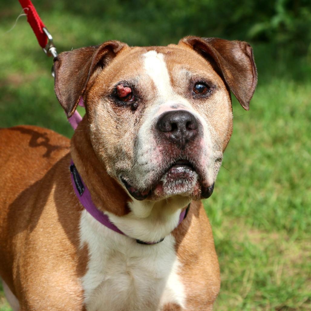 Enlarge Lloyd, a Adoptable Mixed Breed in Allentown, PA image 2/6