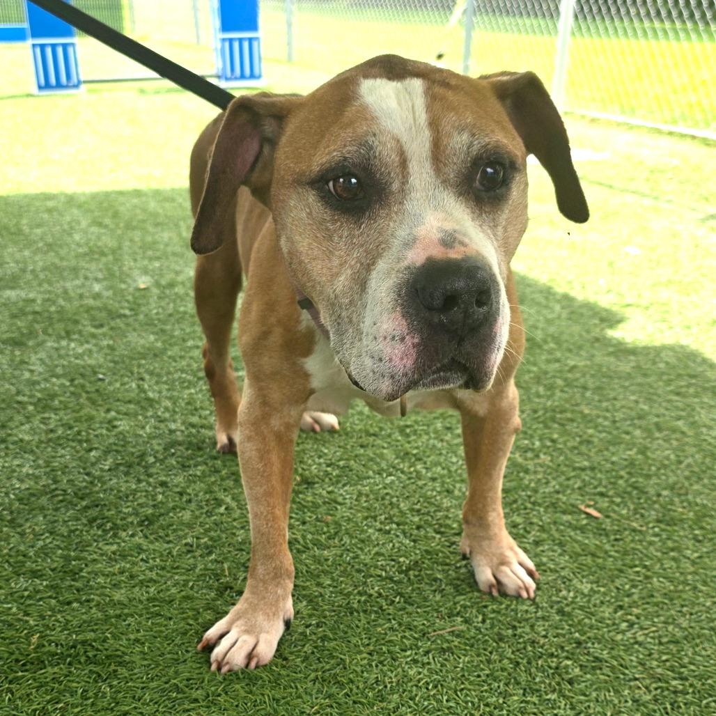 Enlarge Lloyd, a Adoptable Mixed Breed in Allentown, PA image 3/6
