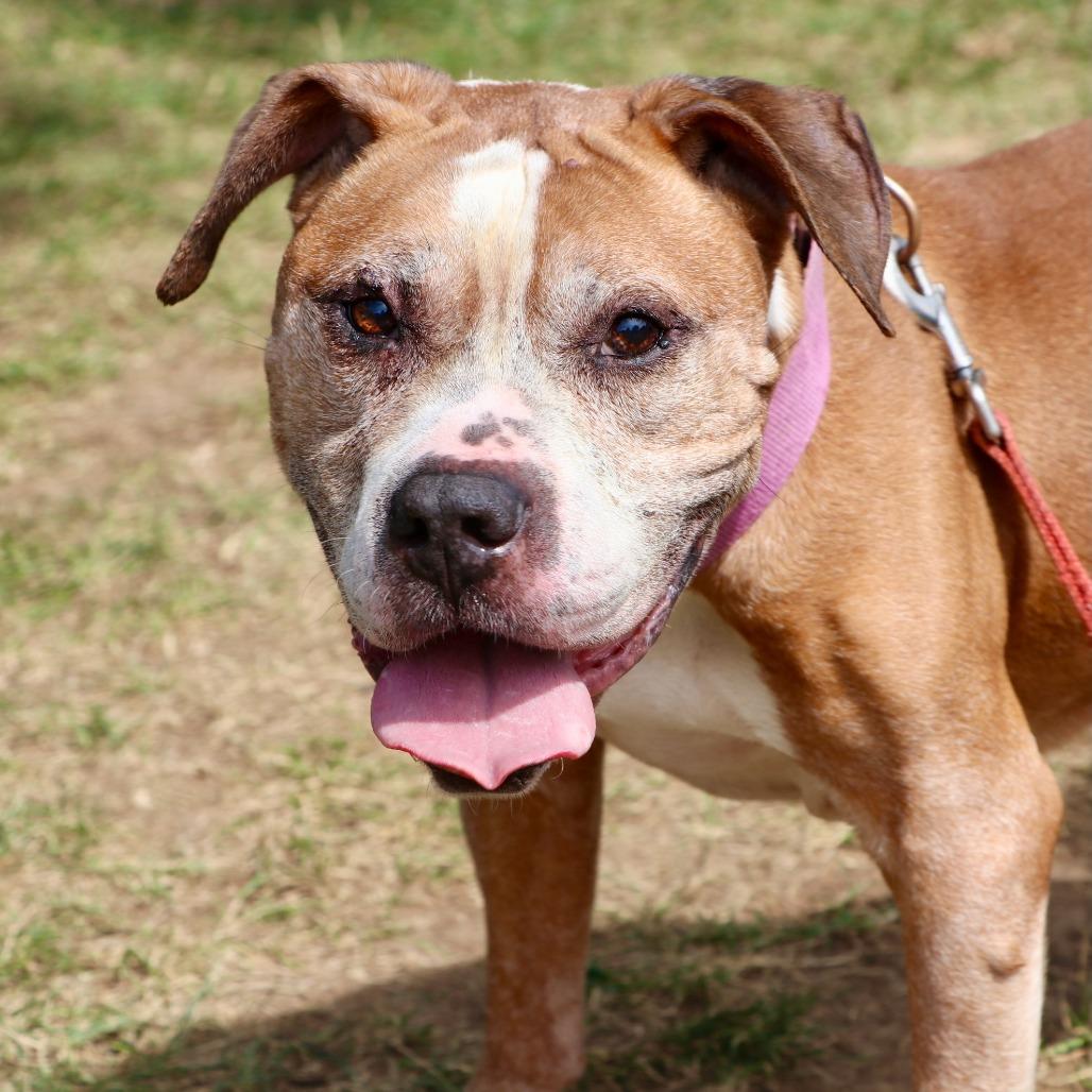Enlarge Lloyd, a Adoptable Mixed Breed in Allentown, PA image 4/6