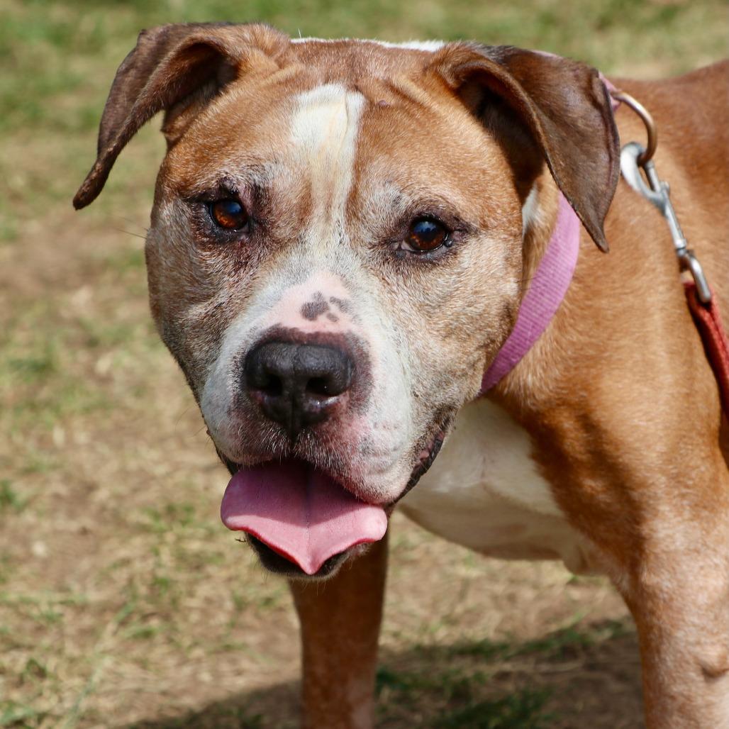 Enlarge Lloyd, a Adoptable Mixed Breed in Allentown, PA image 5/6