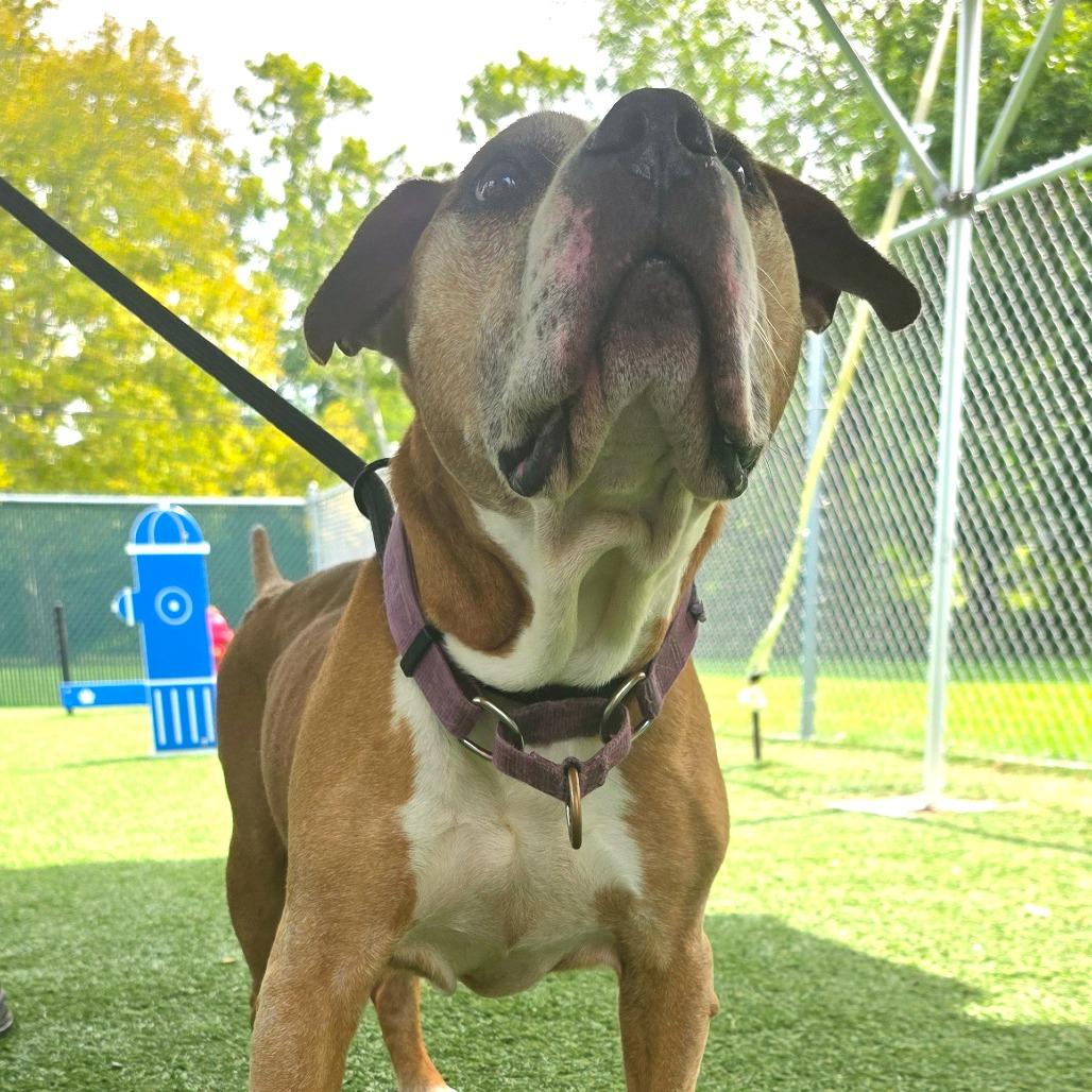 Enlarge Lloyd, a Adoptable Mixed Breed in Allentown, PA image 6/6
