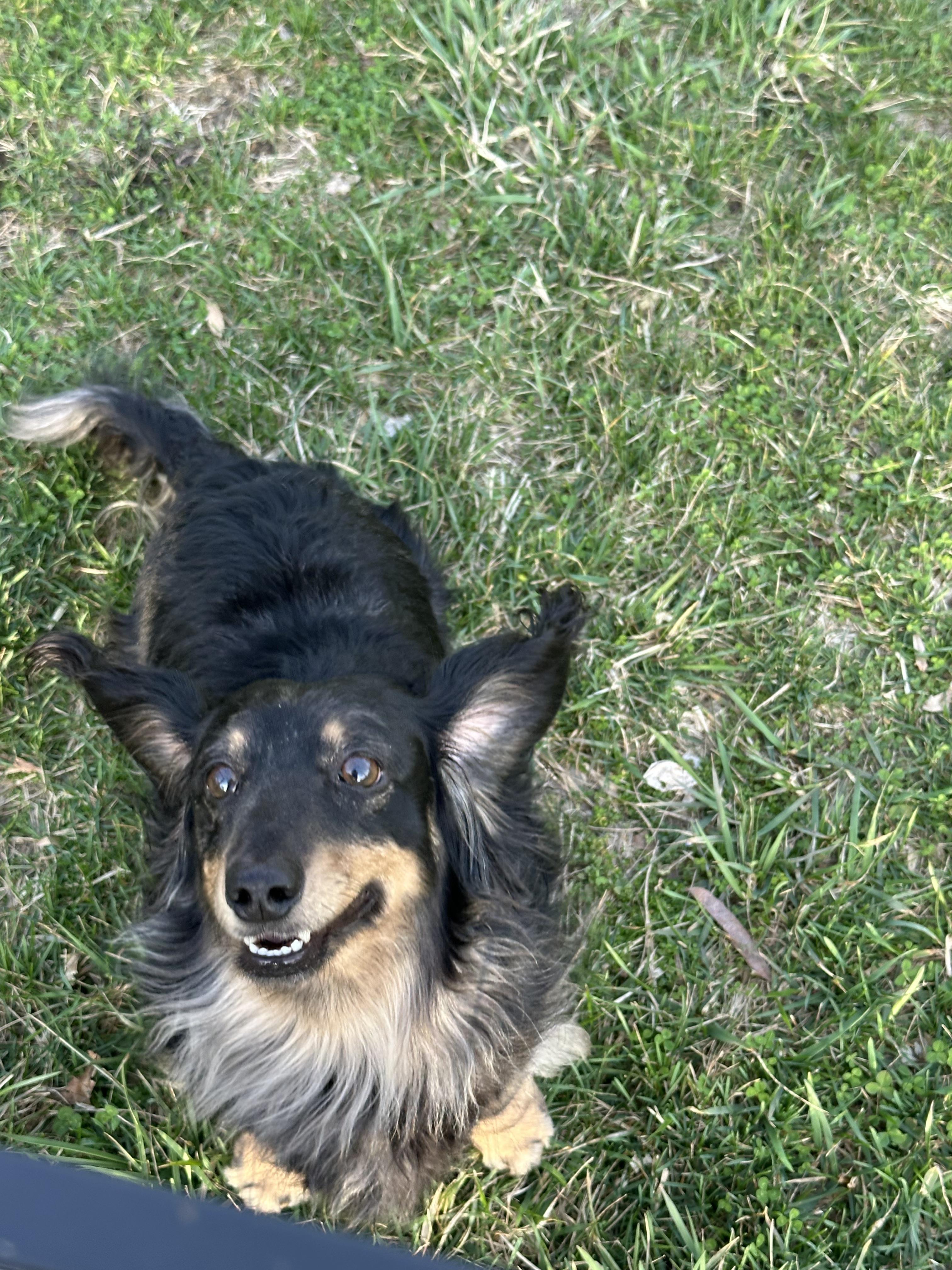 Enlarge Milo - OHIO ONLY, a ADOPTABLE Dachshund in Lebanon, OH image 2/6