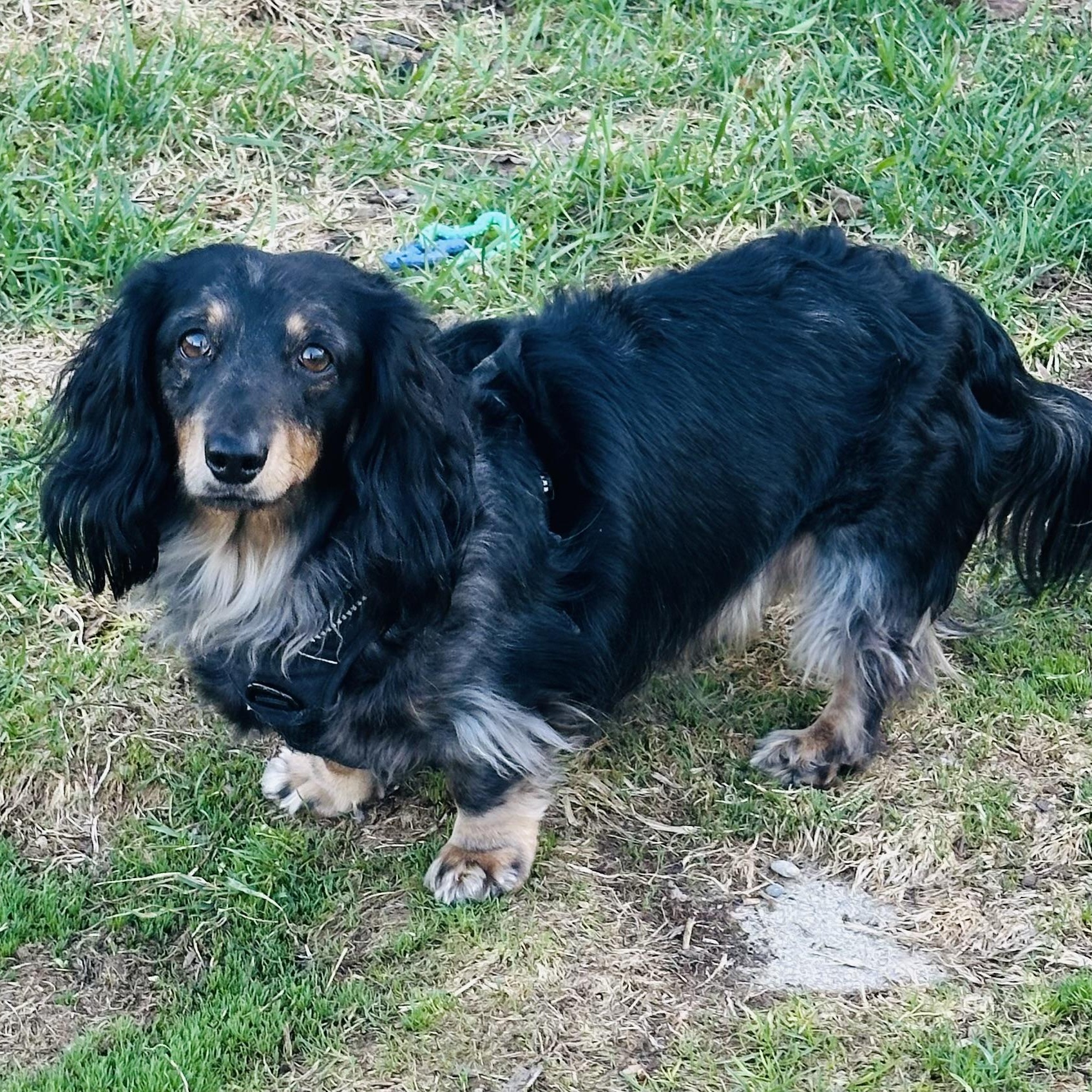 Enlarge Milo - OHIO ONLY, a ADOPTABLE Dachshund in Lebanon, OH image 1/6