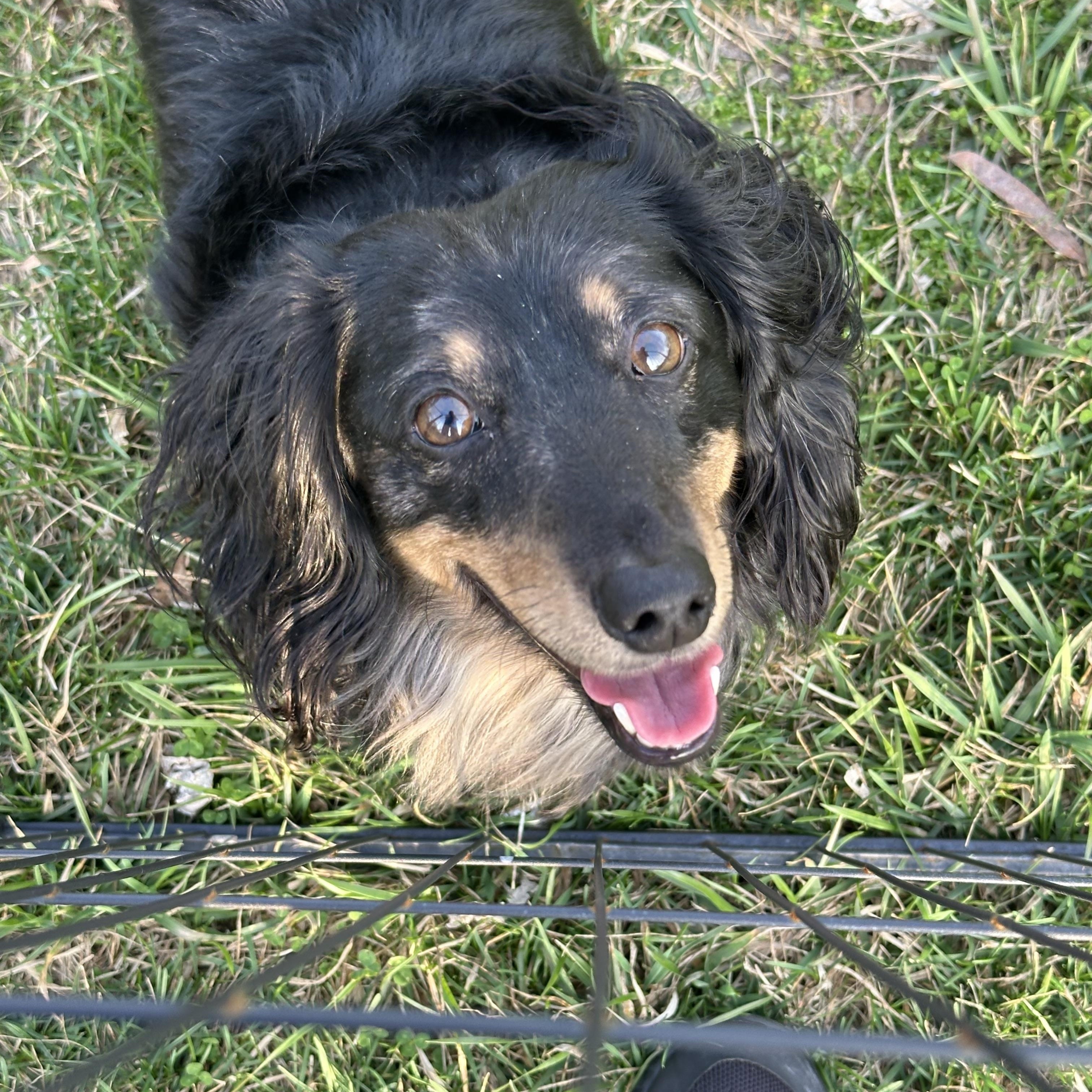 Enlarge Milo - OHIO ONLY, a ADOPTABLE Dachshund in Lebanon, OH image 4/6