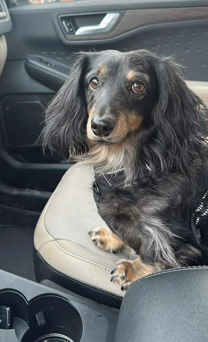 Milo - OHIO ONLY, adoptable, Adult Male Dachshund.