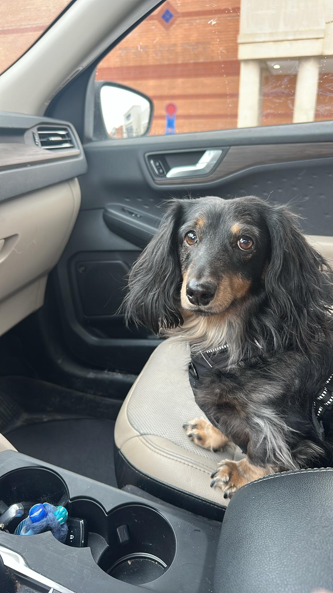 Enlarge Milo - OHIO ONLY, a ADOPTABLE Dachshund in Lebanon, OH image 5/6