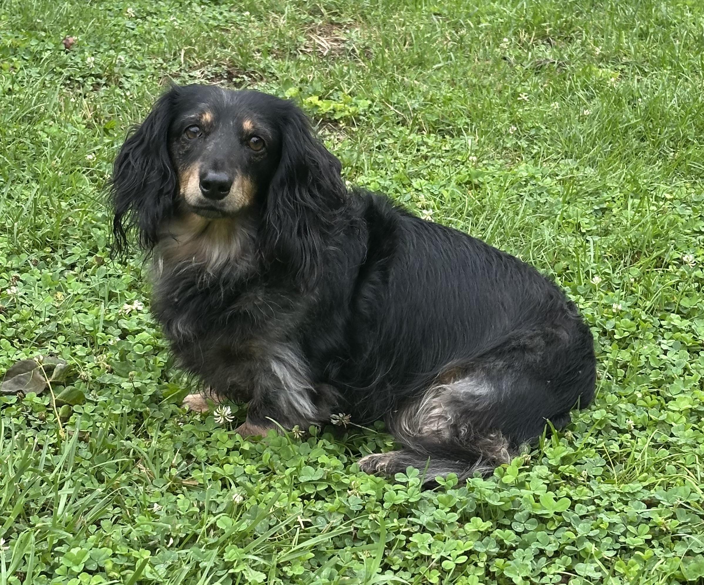 Milo - OHIO ONLY, adoptable, Adult Male Dachshund.