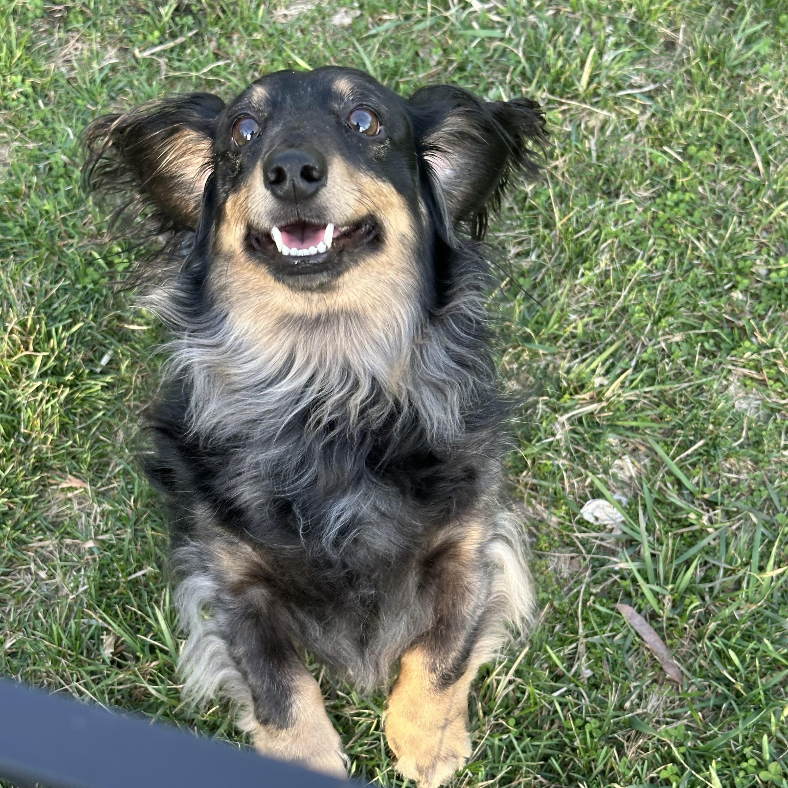 Enlarge Milo - OHIO ONLY, a ADOPTABLE Dachshund in Lebanon, OH image 3/6