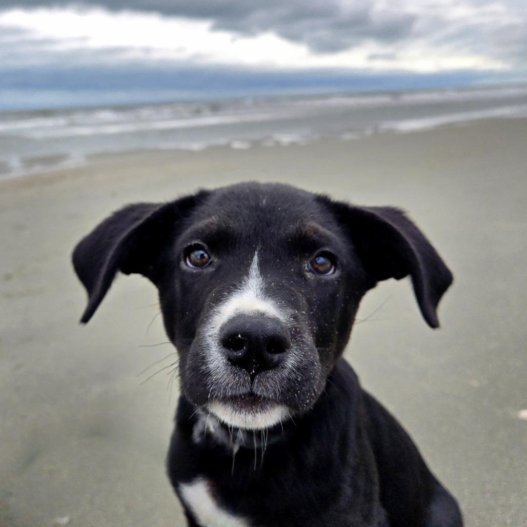 Bud, Adoptable, Puppy Male Hound & Mixed Breed.