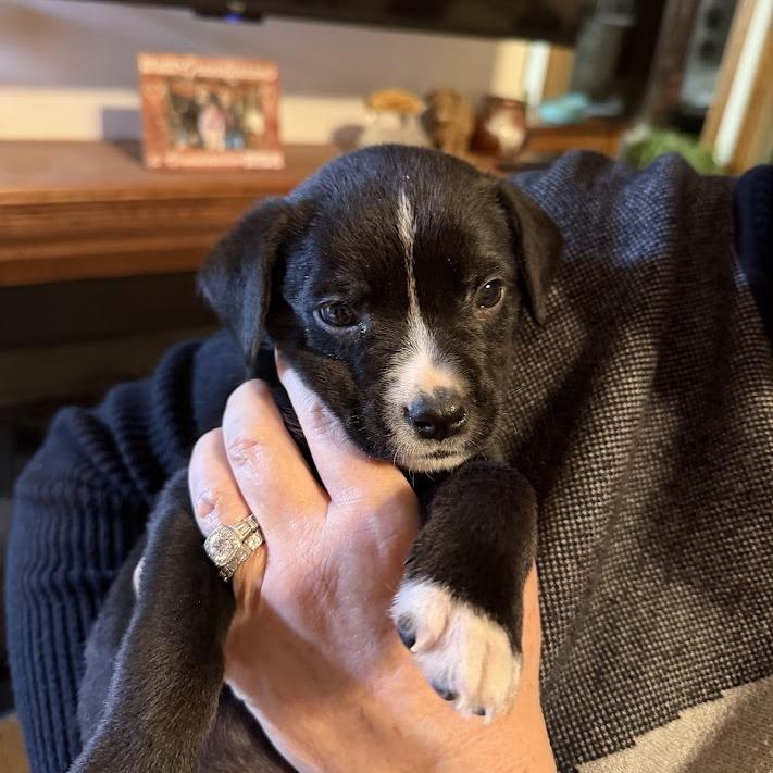 Enlarge Bud, a Adoptable mixed breed in North Charleston, SC image 2/6