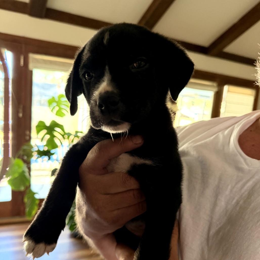 Enlarge Bud, a Adoptable mixed breed in North Charleston, SC image 3/6