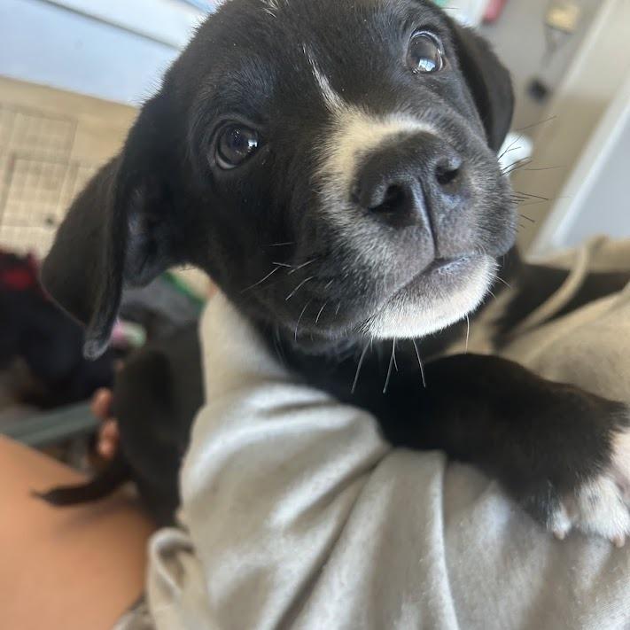 Enlarge Bud, a Adoptable mixed breed in North Charleston, SC image 4/6