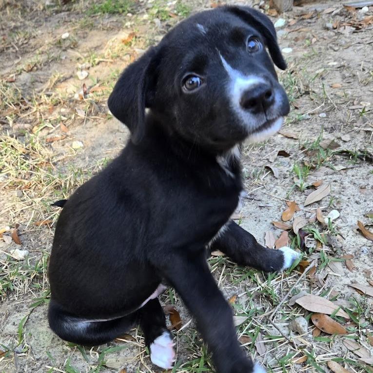 Enlarge Bud, a Adoptable mixed breed in North Charleston, SC image 5/6