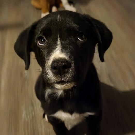 Enlarge Bud, a Adoptable mixed breed in North Charleston, SC image 6/6