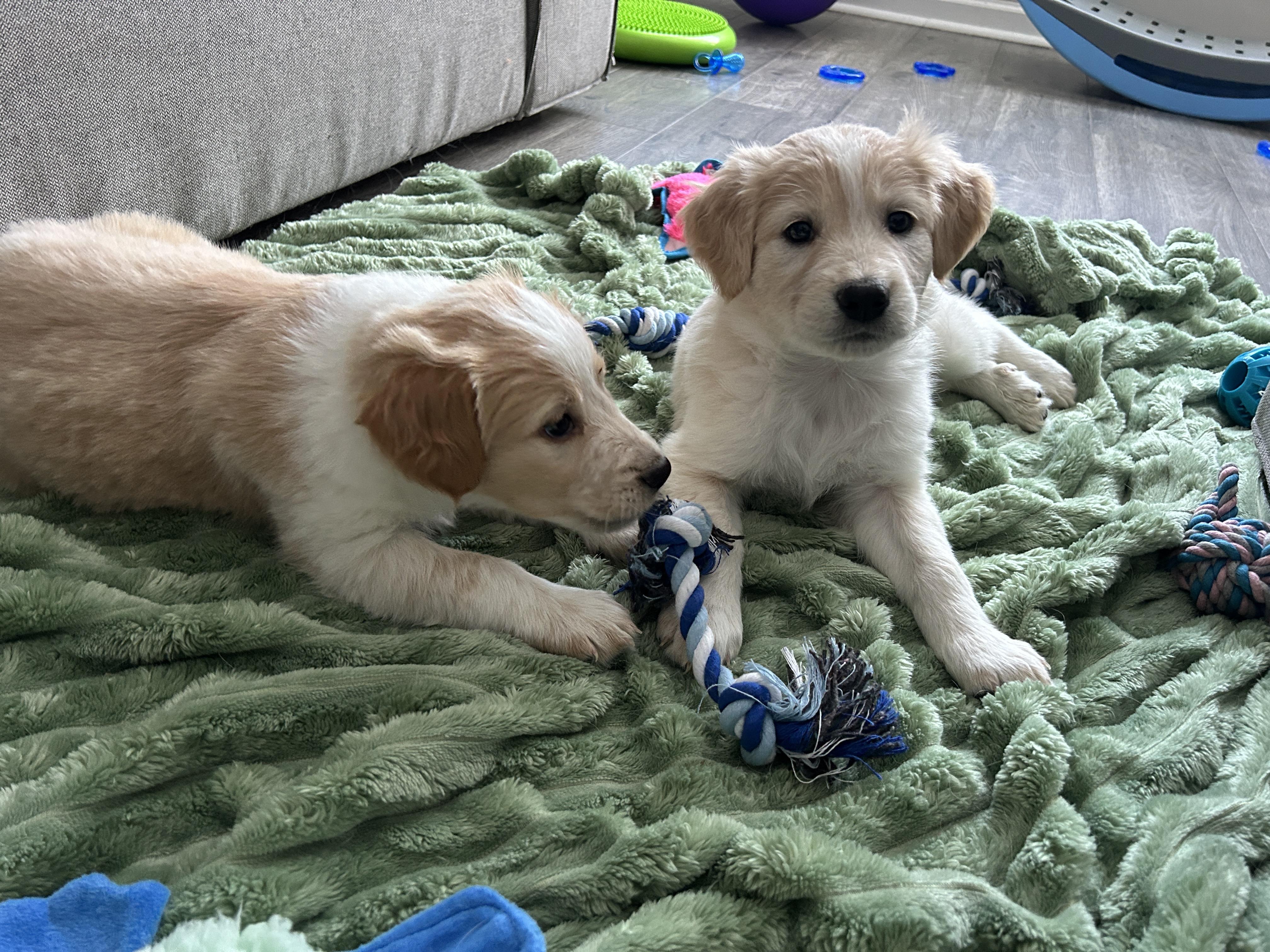 Enlarge Jalapeno, an adopted mixed breed in Rochester , NY image 5/6