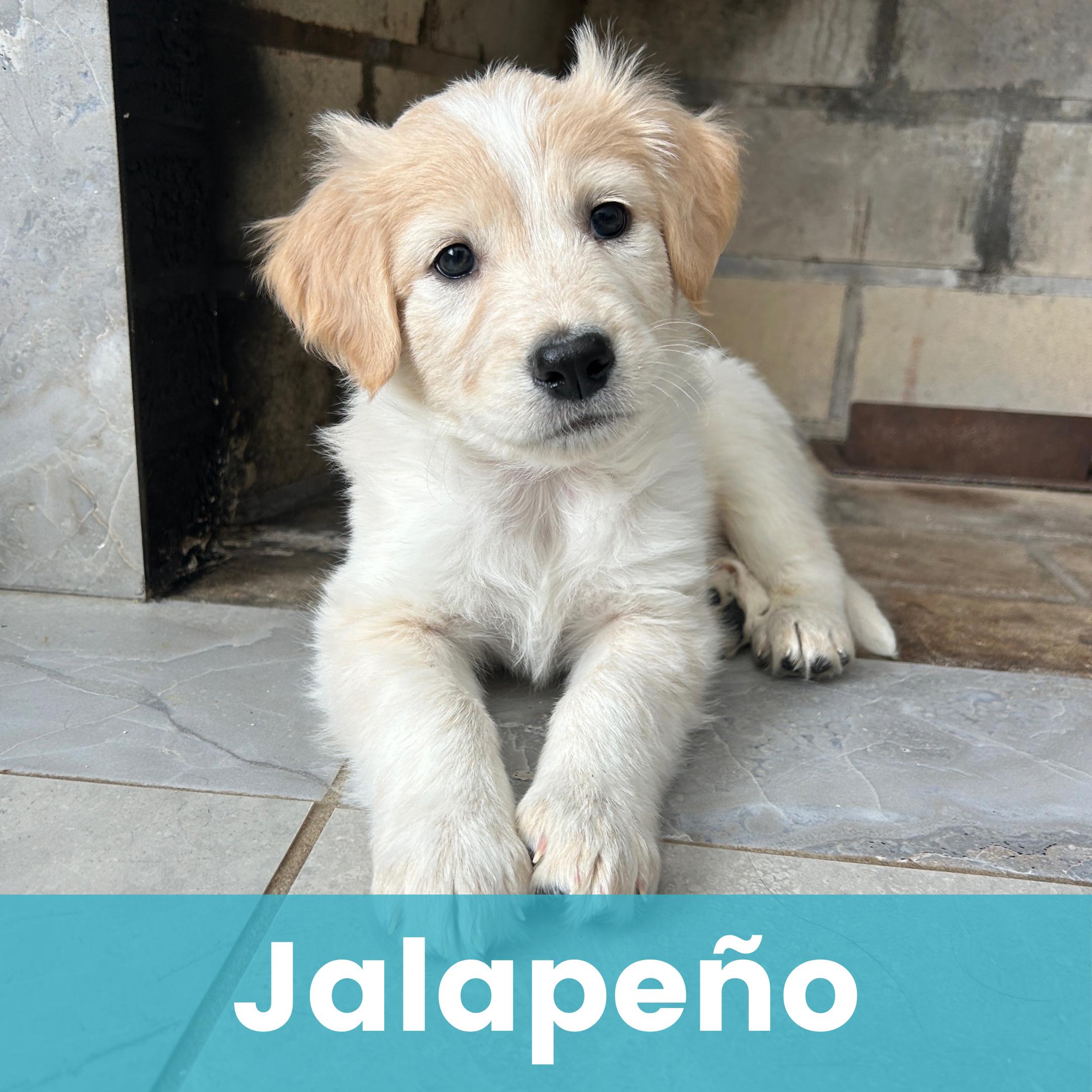 Jalapeno, adopted, Puppy Male Great Pyrenees.
