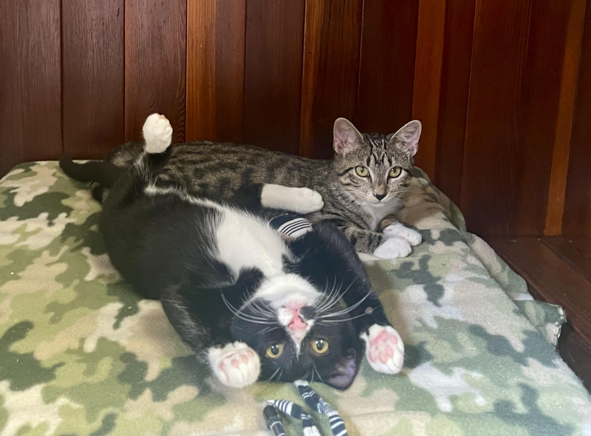 Enlarge Tux (Call or text Maia (Maya) for information 928-282-2604), a Adopted Domestic Short Hair in Sedona, AZ image 4/6