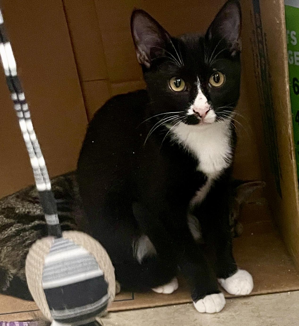 Enlarge Tux (Call or text Maia (Maya) for information 928-282-2604), a Adopted Domestic Short Hair in Sedona, AZ image 1/6