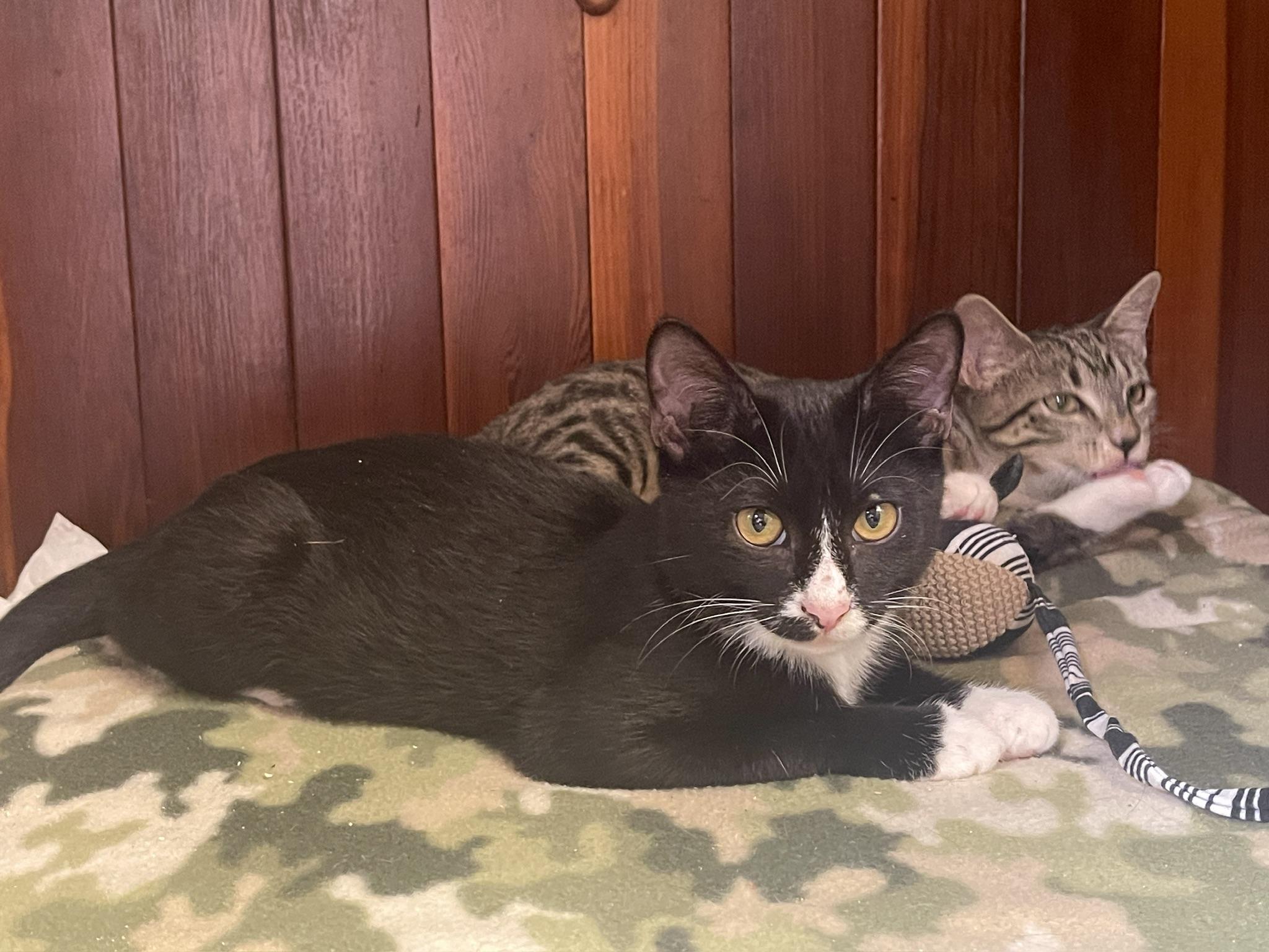 Enlarge Tux (Call or text Maia (Maya) for information 928-282-2604), a Adopted Domestic Short Hair in Sedona, AZ image 3/6