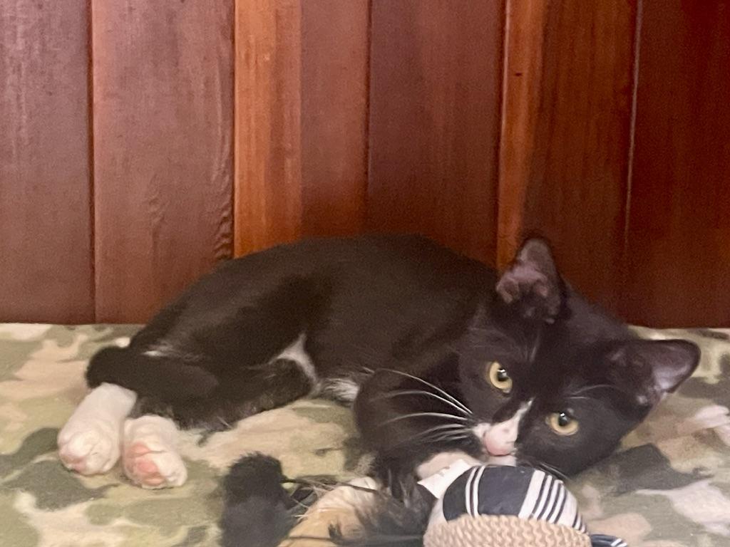 Enlarge Tux (Call or text Maia (Maya) for information 928-282-2604), a Adopted Domestic Short Hair in Sedona, AZ image 5/6