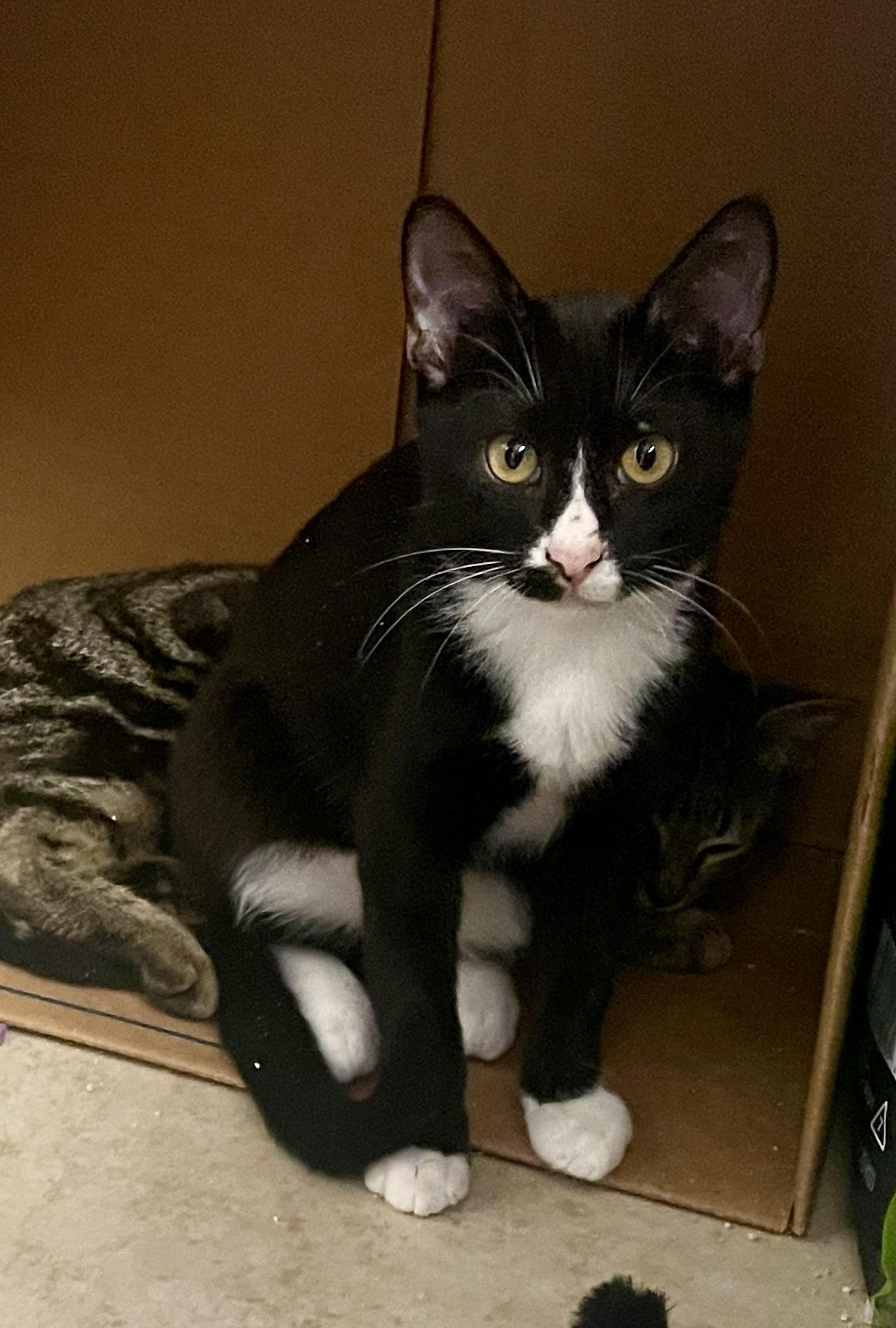 Enlarge Tux (Call or text Maia (Maya) for information 928-282-2604), a Adopted Domestic Short Hair in Sedona, AZ image 6/6