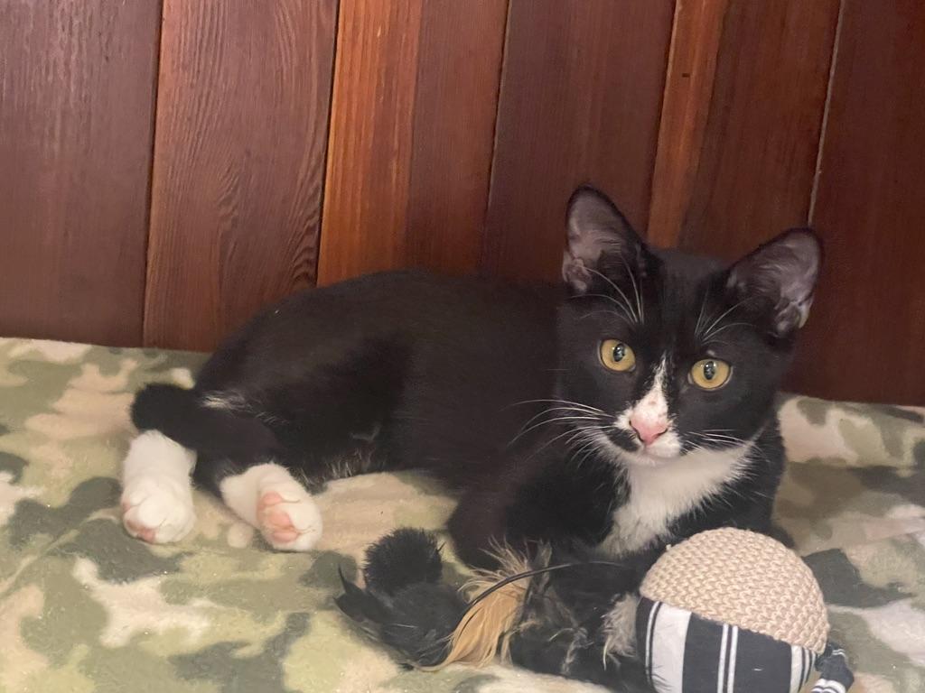 Enlarge Tux (Call or text Maia (Maya) for information 928-282-2604), a Adopted Domestic Short Hair in Sedona, AZ image 2/6