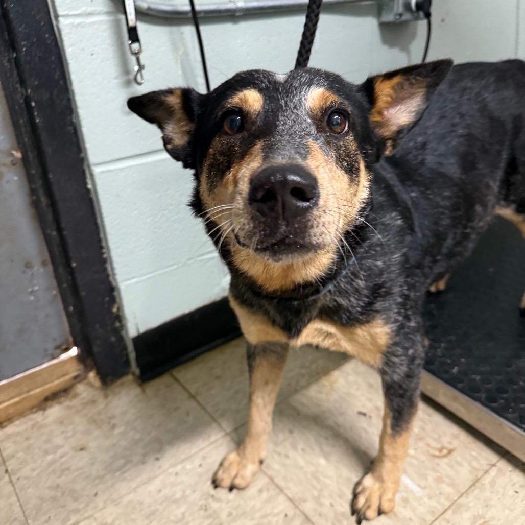 Roux, Adoptable, Adult Female Australian Cattle Dog / Blue Heeler & Mixed Breed.