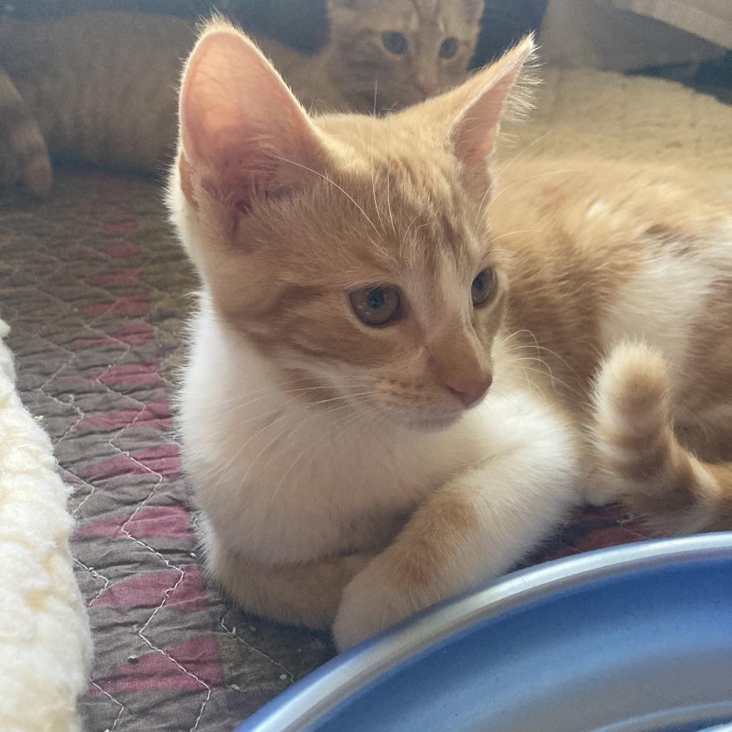 Oppie (Bonded with Pete), Adoptable, Kitten Male Domestic Short Hair.