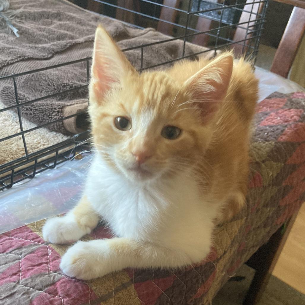 Enlarge Oppie (Bonded with Pete), a Adoptable Domestic Short Hair in Santa Rosa, CA image 2/4