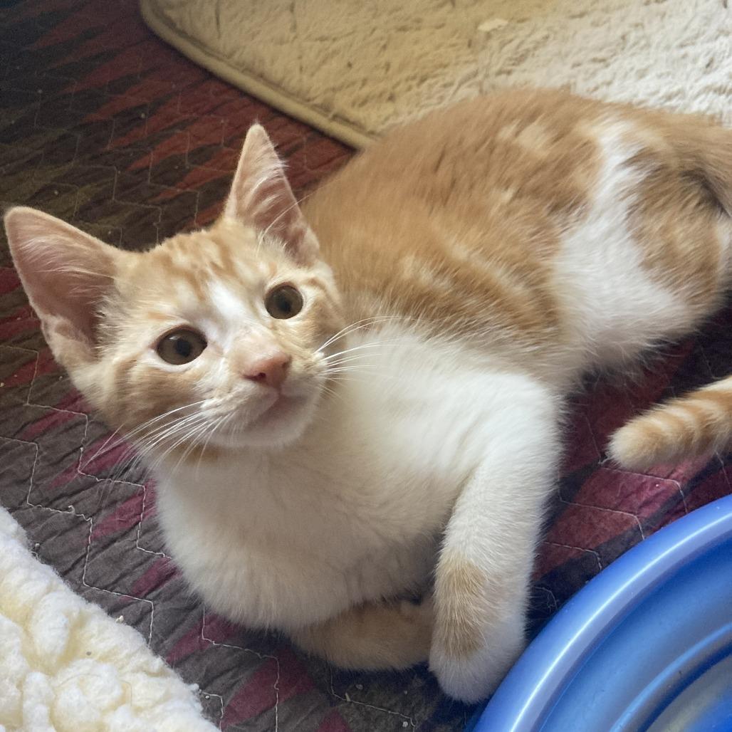 Enlarge Oppie (Bonded with Pete), a Adoptable Domestic Short Hair in Santa Rosa, CA image 4/4
