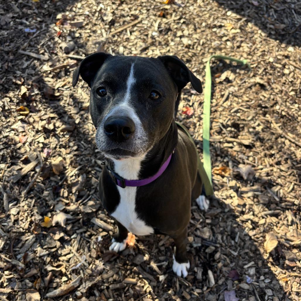 Shyla (Bella), Adoptable, Adult Female Retriever.